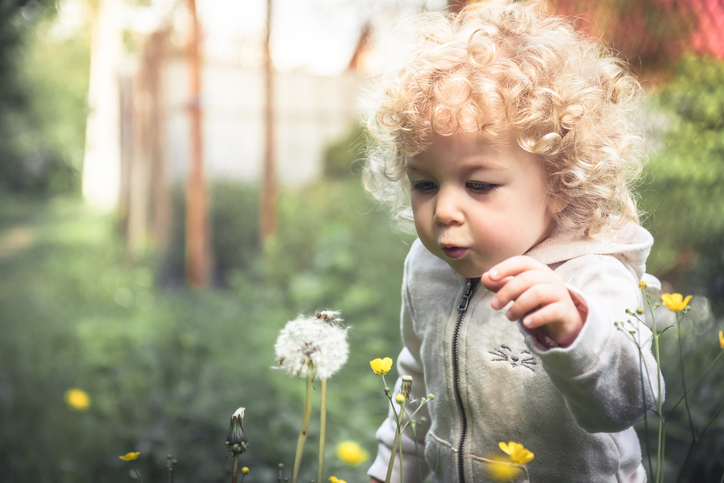Beautiful curly child girl looking like dandelion blowing dandelion in summer park